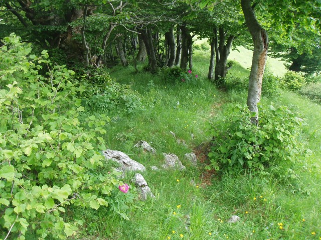 Paeonia officinalis subsp. italica / Peonia italica